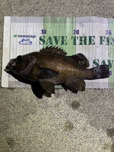 メバルの釣果