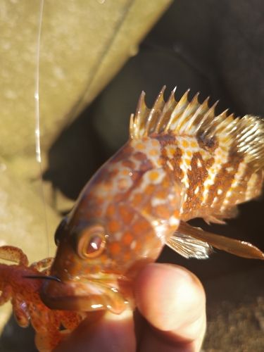 キジハタの釣果