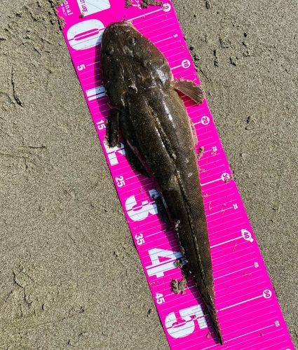 コチの釣果