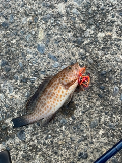 オオモンハタの釣果