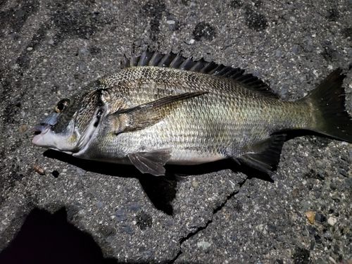 チヌの釣果