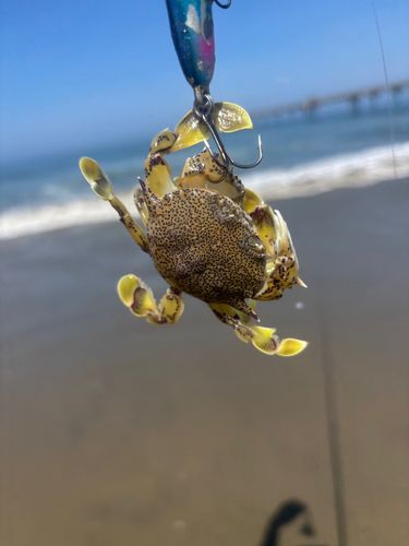 ヒラツメガニの釣果