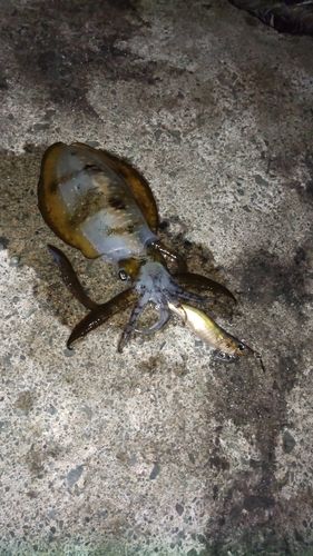 アオリイカの釣果