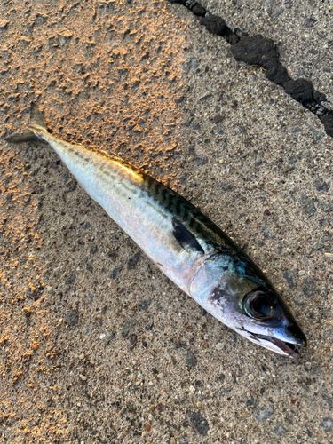 サバの釣果