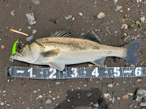 シーバスの釣果