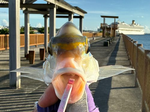 ヒトスジタマガシラの釣果