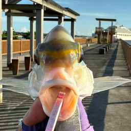 ヒトスジタマガシラ