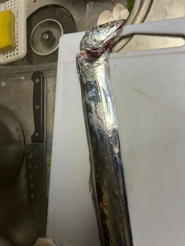 タチウオの釣果