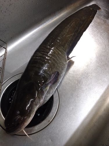 ナマズの釣果