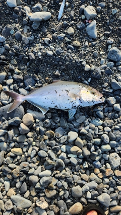 ショゴの釣果