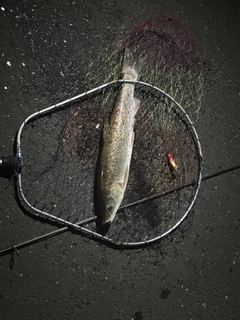 ウグイの釣果