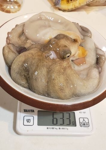 タコの釣果