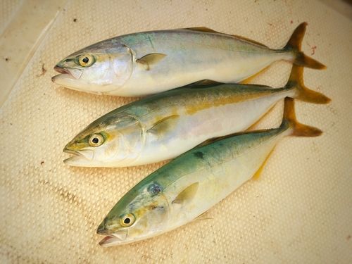 ヤズの釣果
