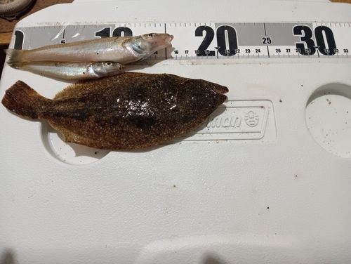 キスの釣果
