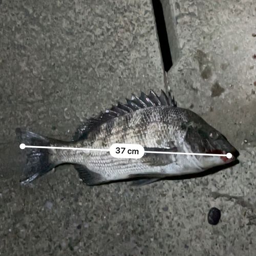 クロダイの釣果