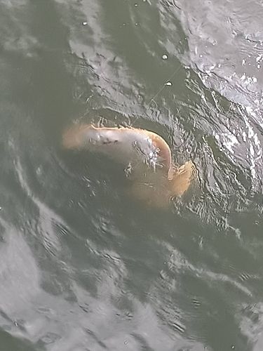アカエイの釣果
