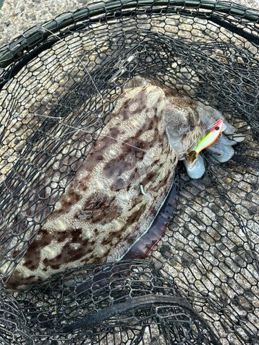 モンゴウイカの釣果