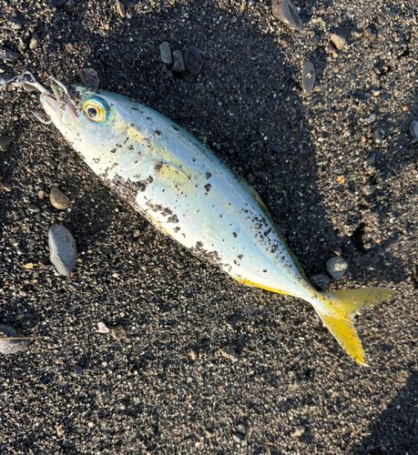 ワカシの釣果