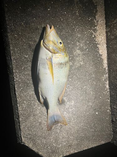 タマンの釣果