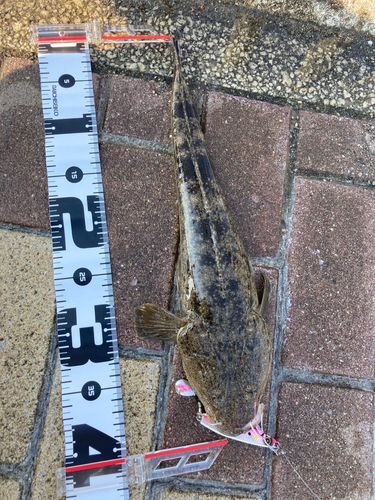 マゴチの釣果