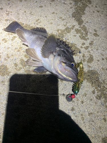 クロソイの釣果