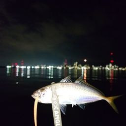 アジ