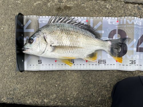 キビレの釣果