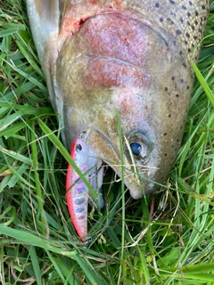 ニジマスの釣果