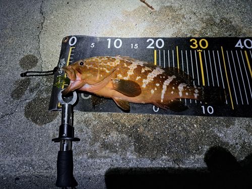 アコウの釣果