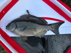 グレの釣果