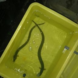ウナギ
