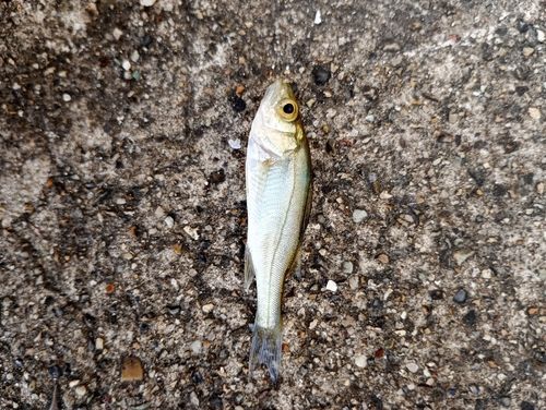 セイゴ（タイリクスズキ）の釣果