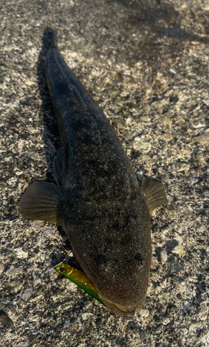マゴチの釣果