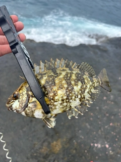 アイゴの釣果