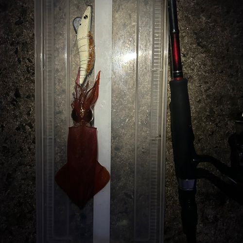 ケンサキイカの釣果