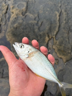 シマアジの釣果