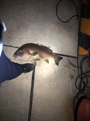 コショウダイの釣果