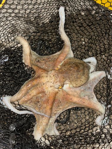 タコの釣果