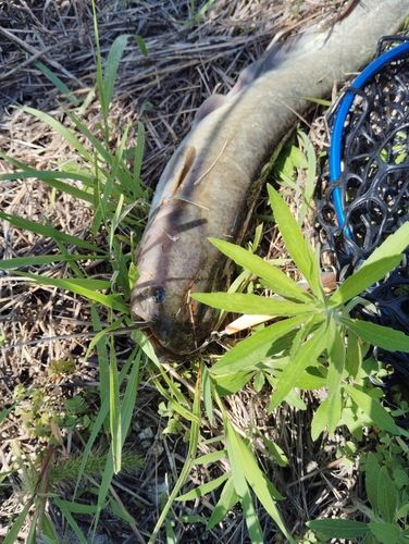 ニホンナマズの釣果