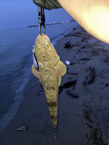 マゴチの釣果