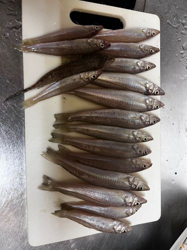 キスの釣果
