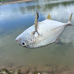 オニヒラアジ