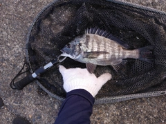 クロダイの釣果