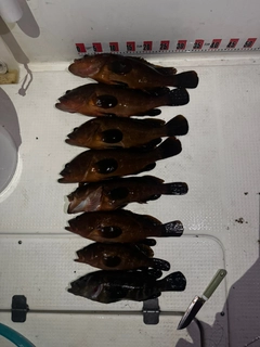 キジハタの釣果