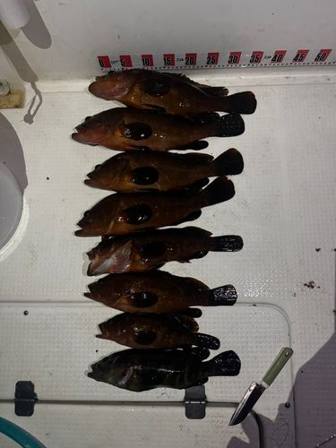 キジハタの釣果