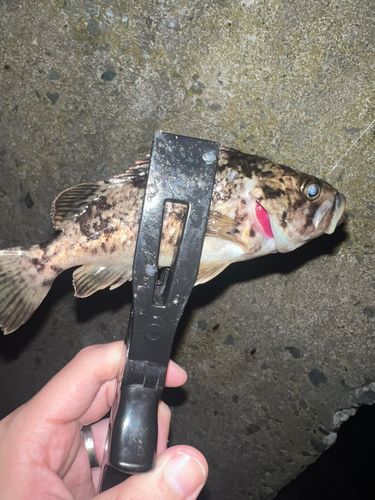 クロソイの釣果