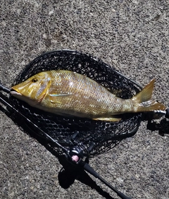 ハマフエフキの釣果