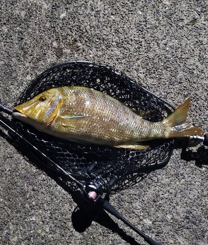 ハマフエフキの釣果