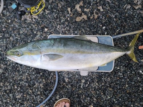 ヤズの釣果