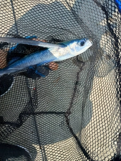 トビウオの釣果